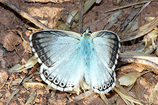 Polyommatus thersites